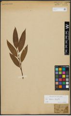 Foto von Salix alba L. x Salix fragilis L.